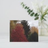 Farbenfrohe Herbstbaum Foto Postkarten (Stehend Vorderseite)