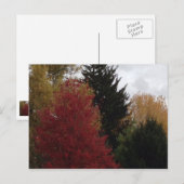 Farbenfrohe Herbstbaum Foto Postkarten (Vorne/Hinten)