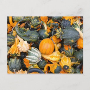 Farbenfrohe Herbstgürtel, Squash Postkarte