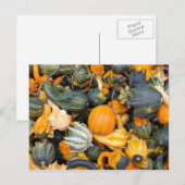 Farbenfrohe Herbstgürtel, Squash Postkarte (Vorne/Hinten)