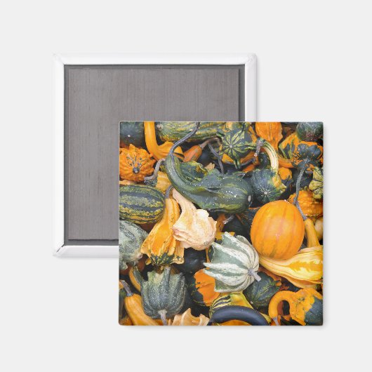 Farbenfrohe Herbstgürtel und Squash Magnet (Vorderseite/Rückseite)