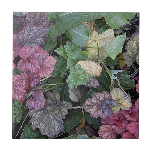 Farbenfrohe Heuchera Pflanze Blätter Botanisch Fliese (Vorderseite)