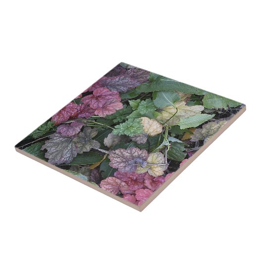 Farbenfrohe Heuchera Pflanze Blätter Botanisch Fliese (Seite)