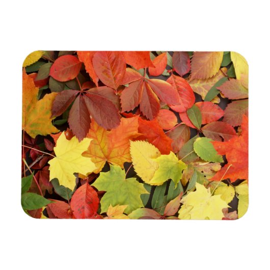 Farbenfrohe Hintergründe der stürmischen Blätter Magnet (Horizontal)