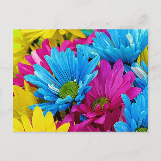 Farbenfrohe Hot Pink Aquamarin Blue Gerber Blume Postkarte (Vorderseite)