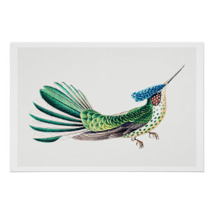 Farbenfrohe Hummingbird-Illustration Poster