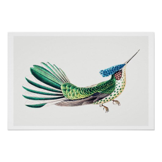 Farbenfrohe Hummingbird-Illustration Poster (Vorderseite)