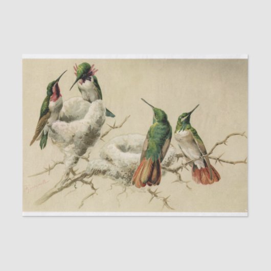 Farbenfrohe Hummingbirds with Nest, Hector Giacome Seidenpapier (Vorderseite)