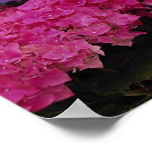Farbenfrohe Hydrangea Poster (Ecke)
