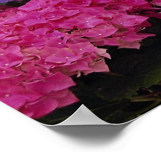 Farbenfrohe Hydrangea Poster (Ecke)