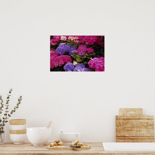 Farbenfrohe Hydrangea Poster (Küche)