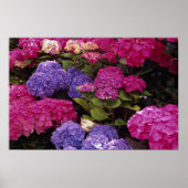 Farbenfrohe Hydrangea Poster (Vorne)