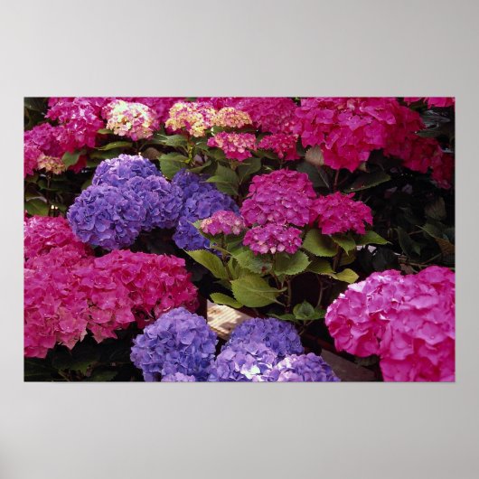 Farbenfrohe Hydrangea Poster (Vorne)