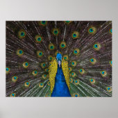Farbenfrohe Indische Pfauenfedern öffnen die Front Poster (Vorne)