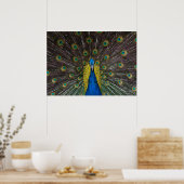 Farbenfrohe Indische Pfauenfedern öffnen die Front Poster (Küche)