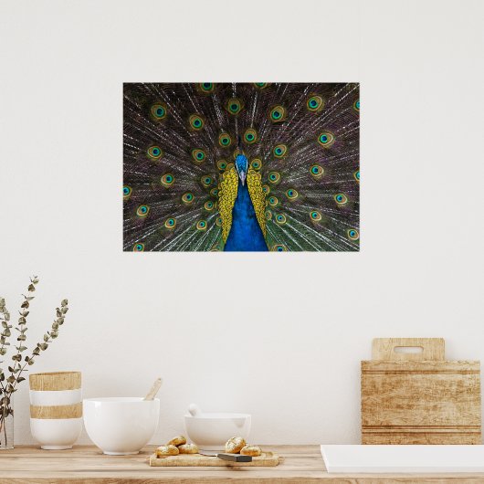 Farbenfrohe Indische Pfauenfedern öffnen die Front Poster (Küche)