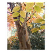 Farbenfrohe japanische Stewartia Tree Fotodruck (Vorne)