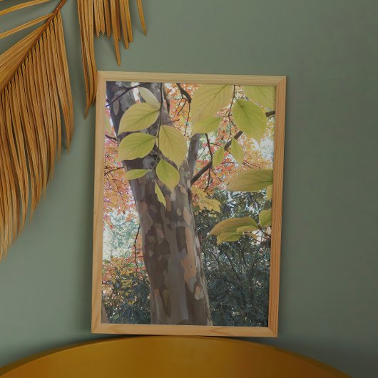 Farbenfrohe japanische Stewartia Tree Fotodruck