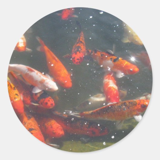 Farbenfrohe Koi Fische im Teich Runder Aufkleber (Vorderseite)
