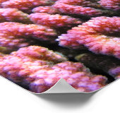 Farbenfrohe Korallenriff-Kritter Poster (Ecke)