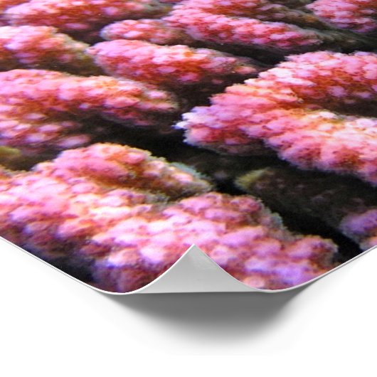 Farbenfrohe Korallenriff-Kritter Poster (Ecke)