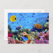 Farbenfrohe Korallenriff-Kritter Postkarte (Vorne/Hinten)