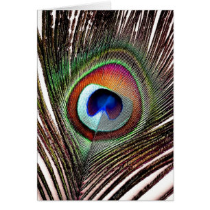 Farbenfrohe Kupfer Peacock Feaather