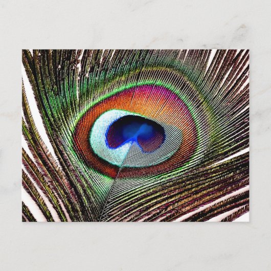 Farbenfrohe Kupfer Peacock Feaather Postkarte (Vorderseite)