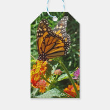 Farbenfrohe lebhafte Orange Monarch Butterfly Blum