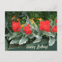Farbenfrohe, leuchtend rote Tulpen zum Geburtstag