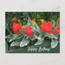 Farbenfrohe, leuchtend rote Tulpen zum Geburtstag