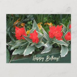 Farbenfrohe, leuchtend rote Tulpen zum Geburtstag Postkarte