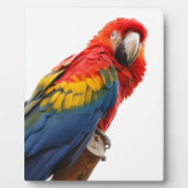 Farbenfrohe Macaw Chic Classy Mod Tropical Fotoplatte (Vorderseite)
