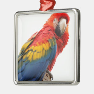 Farbenfrohe Macaw Chic Classy Mod Tropical Ornament Aus Metall