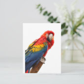 Farbenfrohe Macaw Chic Classy Mod Tropical Postkarte (Stehend Vorderseite)