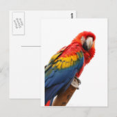 Farbenfrohe Macaw Chic Classy Mod Tropical Postkarte (Vorne/Hinten)