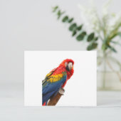 Farbenfrohe Macaw Chic Classy Mod Tropical Postkarte (Stehend Vorderseite)