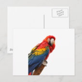 Farbenfrohe Macaw Chic Classy Mod Tropical Postkarte (Vorne/Hinten)