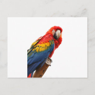 Farbenfrohe Macaw Chic Classy Mod Tropical Postkarte