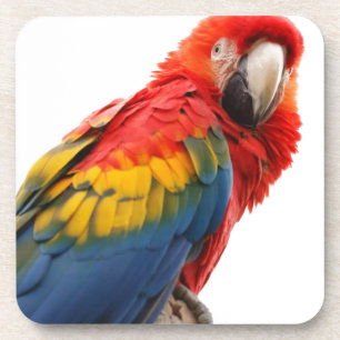 Farbenfrohe Macaw Chic Classy Mod Tropical Untersetzer