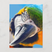 Farbenfrohe Macaw Face Postcard Postkarte (Vorderseite)