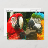 Farbenfrohe Macaws, Trinidad Postcard Postkarte (Vorne/Hinten)