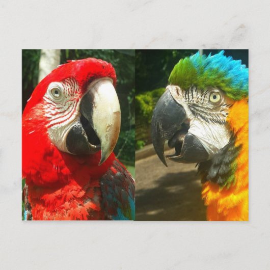 Farbenfrohe Macaws, Trinidad Postcard Postkarte (Vorderseite)
