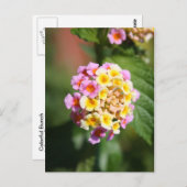 Farbenfrohe Mahlzeit Postkarte (Vorne/Hinten)