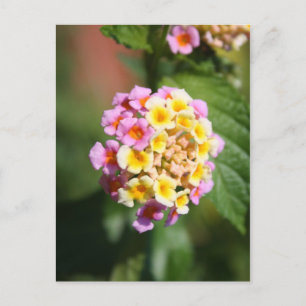 Farbenfrohe Mahlzeit Postkarte