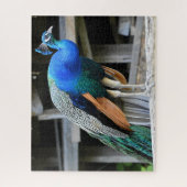 Farbenfrohe Männchen Peacock Puzzle (Vertikal)