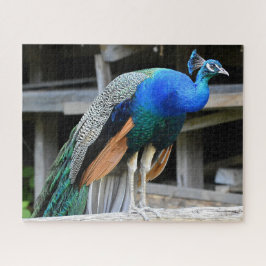 Farbenfrohe Männchen Peacock Puzzle