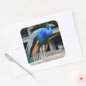 Farbenfrohe Männchen Peacock Quadratischer Aufkleber (Umschlag)