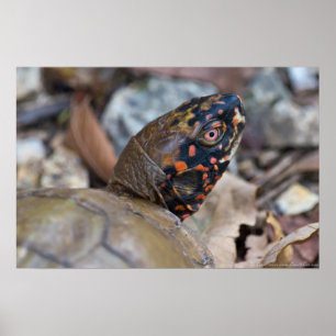 Farbenfrohe männliche Box Turtle Portrait Poster