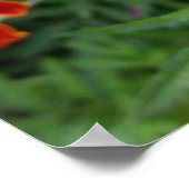 farbenfrohe Marigold Poster (Ecke)